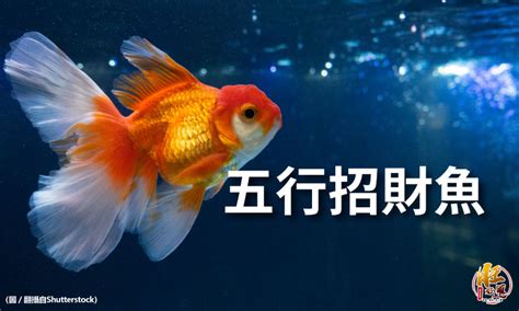 招財風水魚|養魚招財，別在猶豫了！快把財神請進門